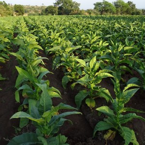 Conselho Monetário Nacional cria novas regras para Títulos Isentos de Imposto de Renda